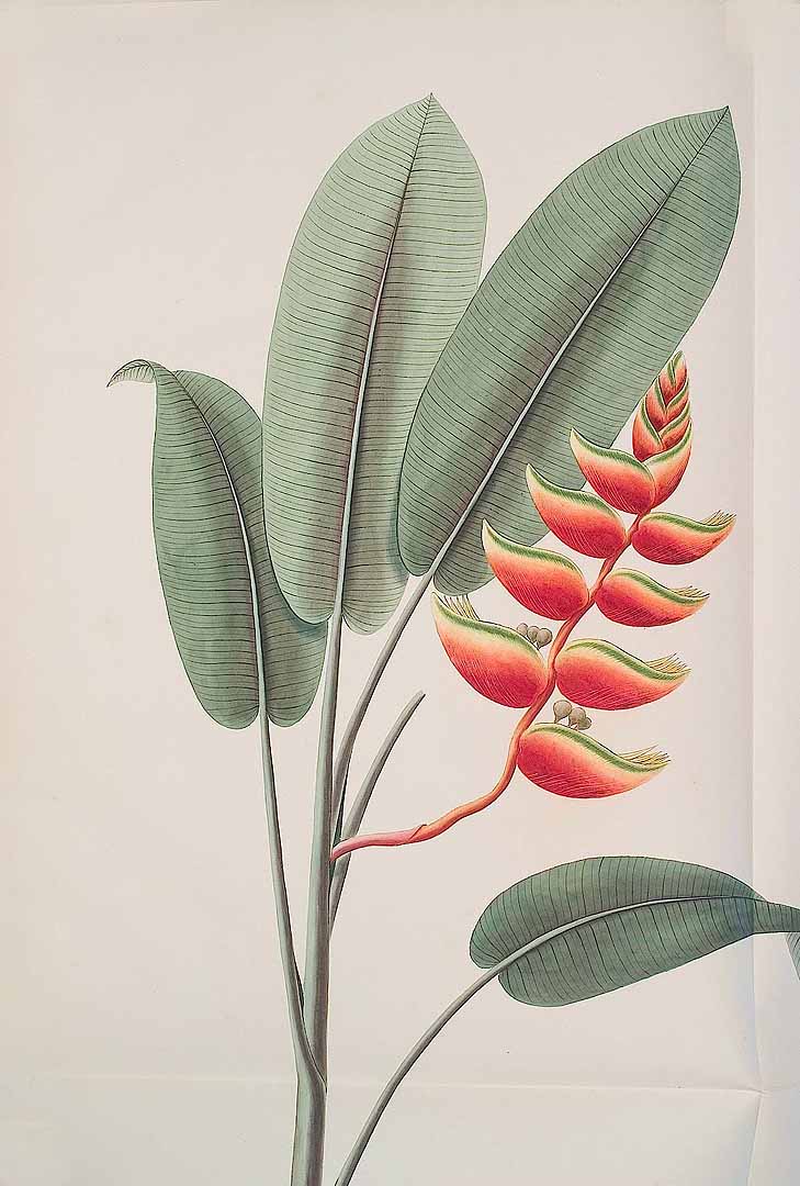 no HD illustration available (3)