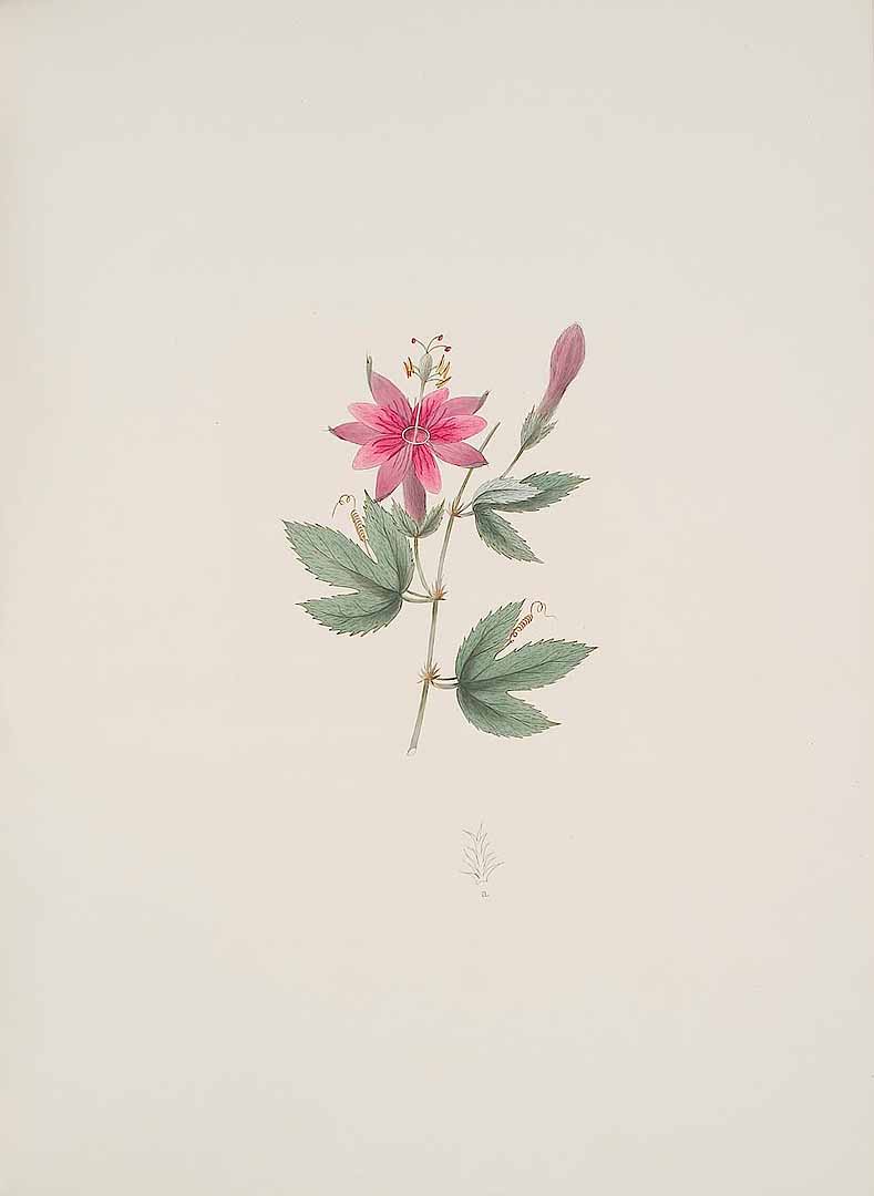 no HD illustration available (3)