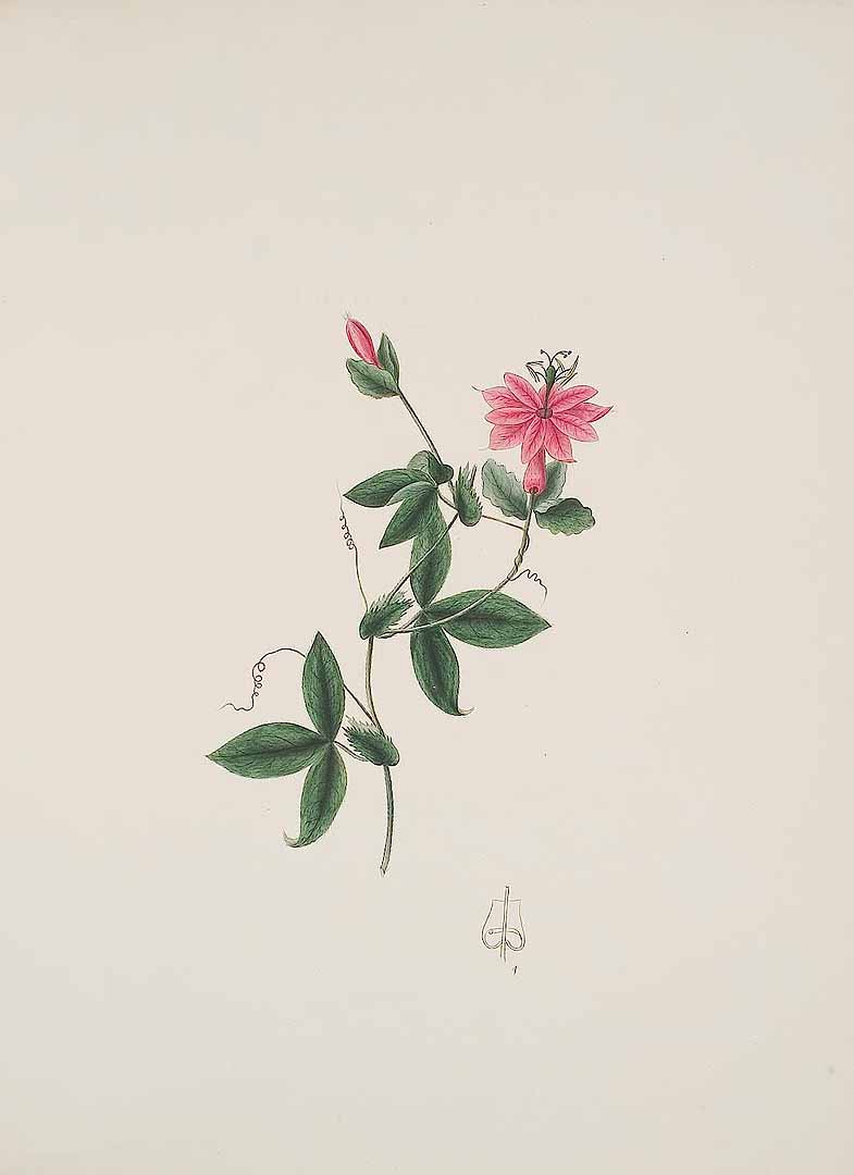 no HD illustration available (3)