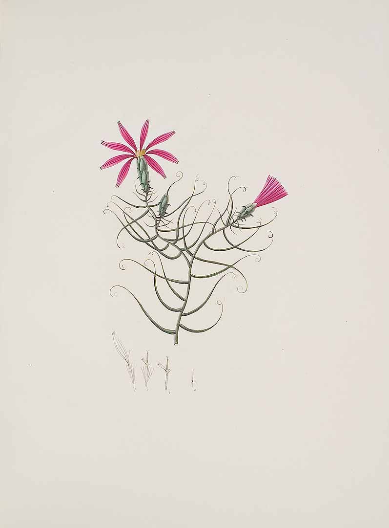 no HD illustration available (3)