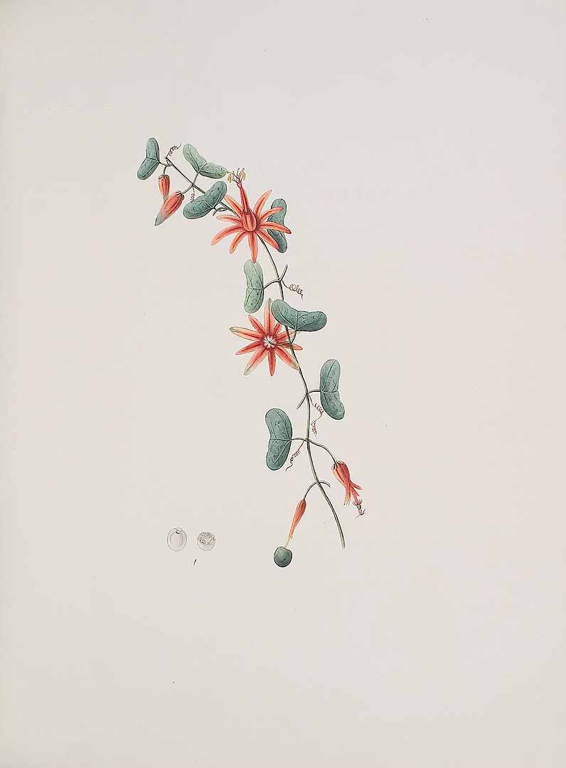 no HD illustration available (3)