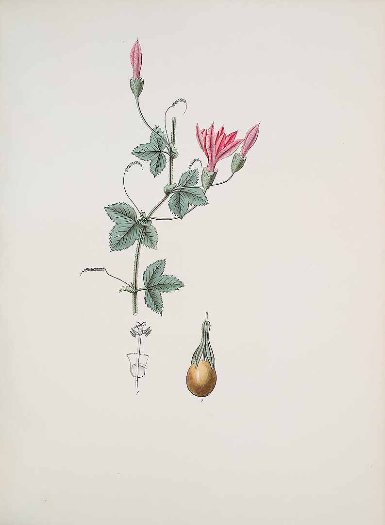 no HD illustration available (3)