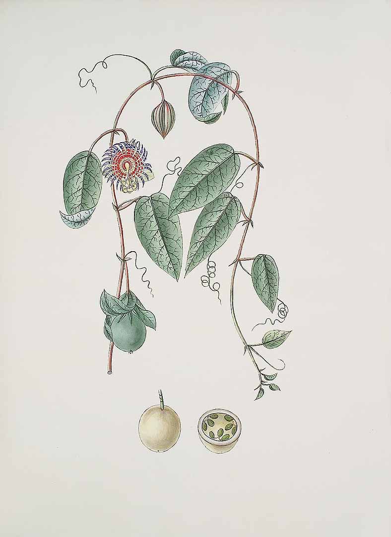 no HD illustration available (3)