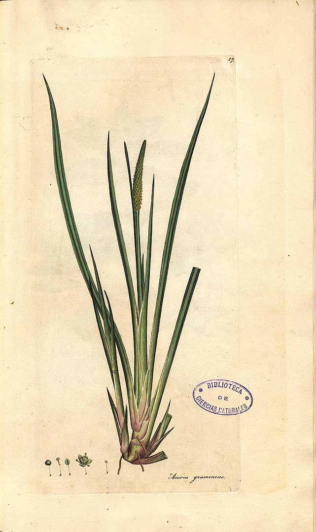 no HD illustration available (3)