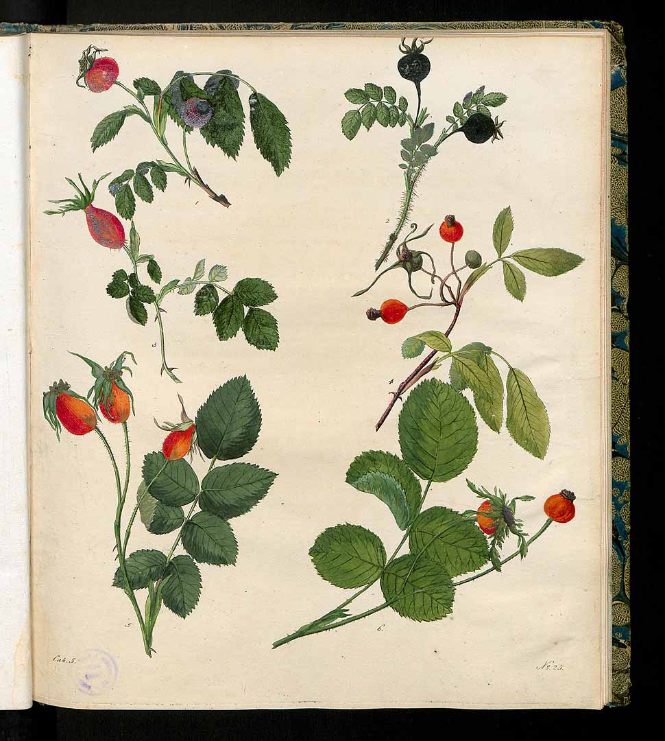 no HD illustration available (3)