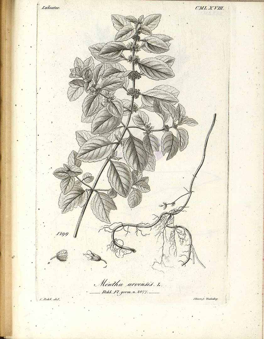 no HD illustration available (3)