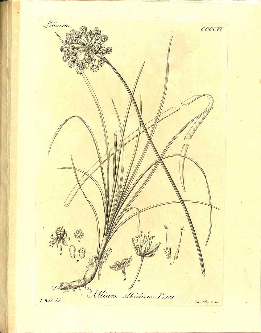 no HD illustration available (3)