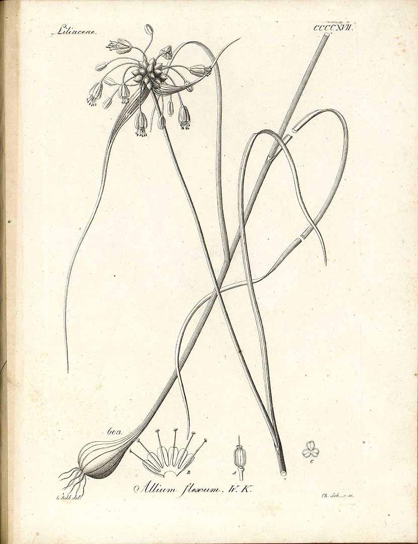 no HD illustration available (3)