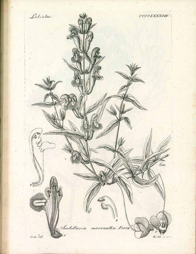 no HD illustration available (3)