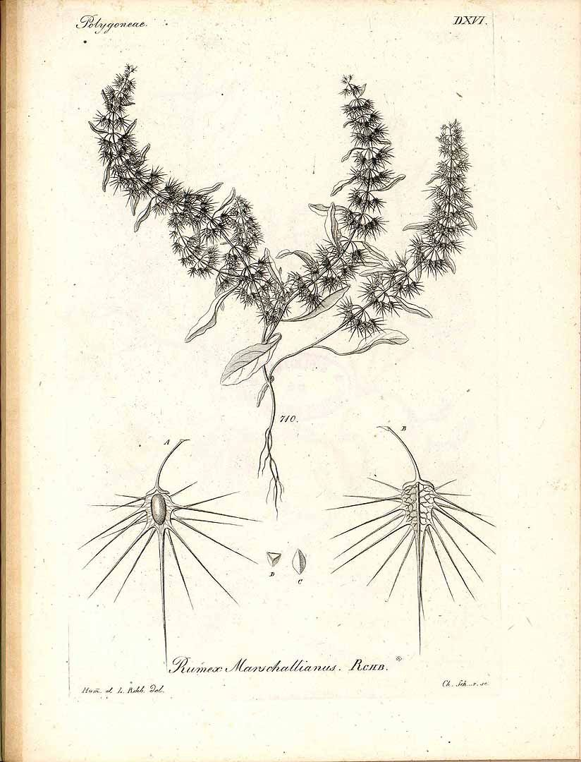 no HD illustration available (3)