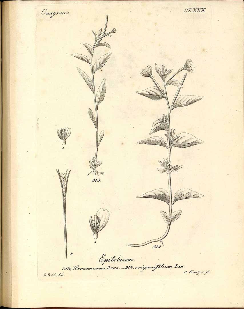 no HD illustration available (3)