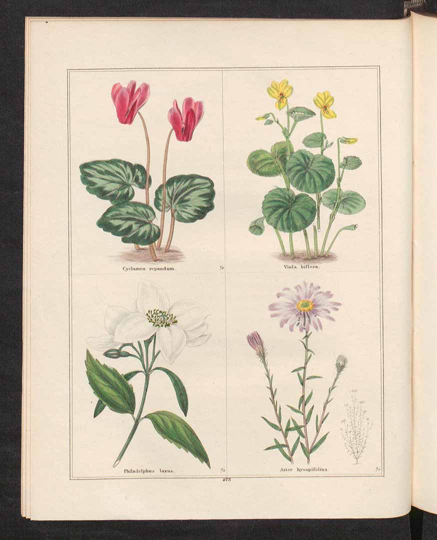 no HD illustration available (3)