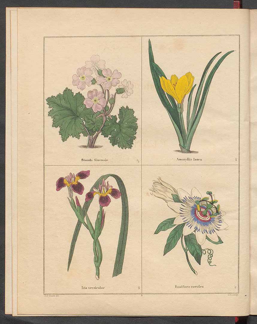 no HD illustration available (3)