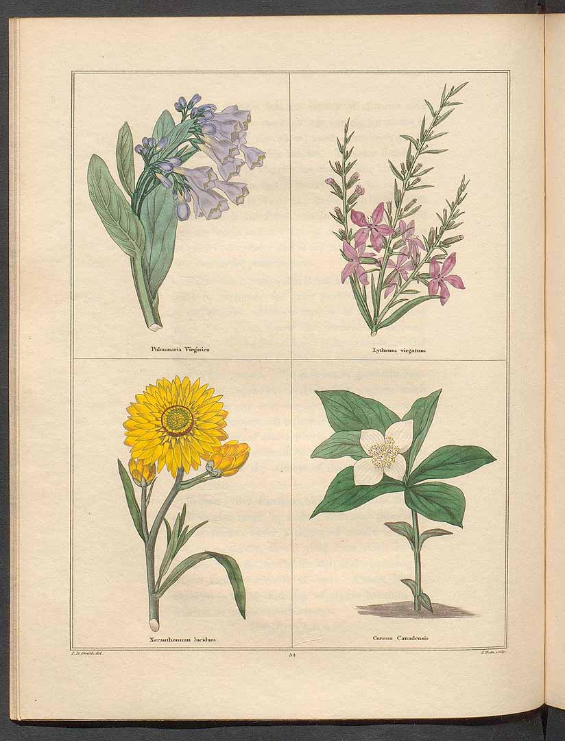 no HD illustration available (3)