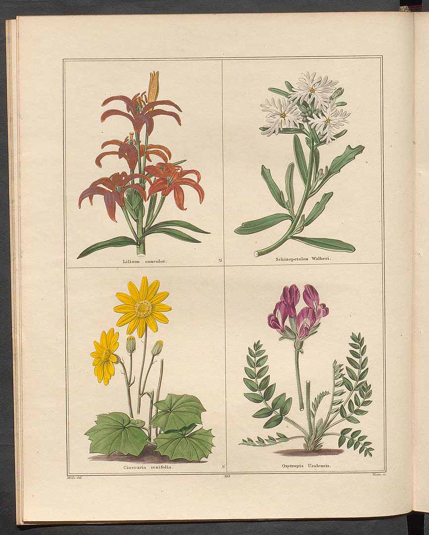 no HD illustration available (3)