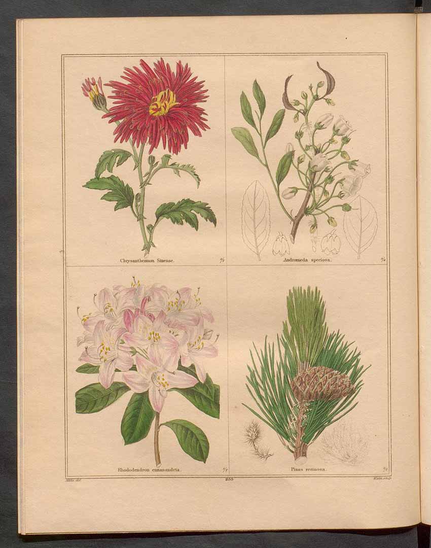 no HD illustration available (3)