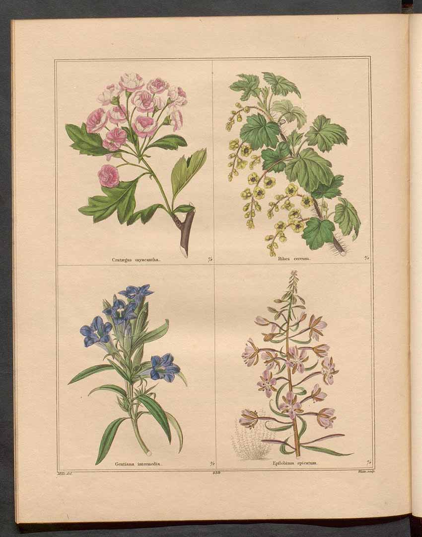 no HD illustration available (3)