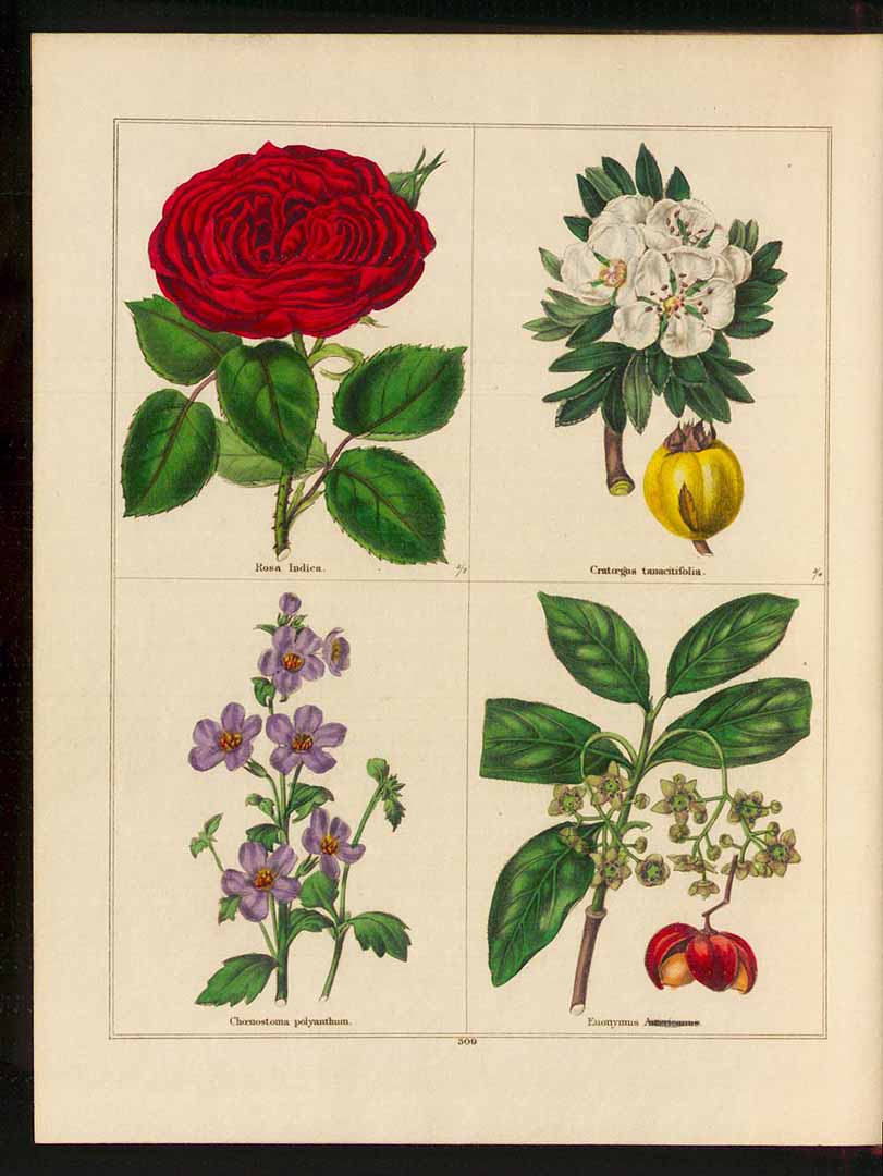 no HD illustration available (3)