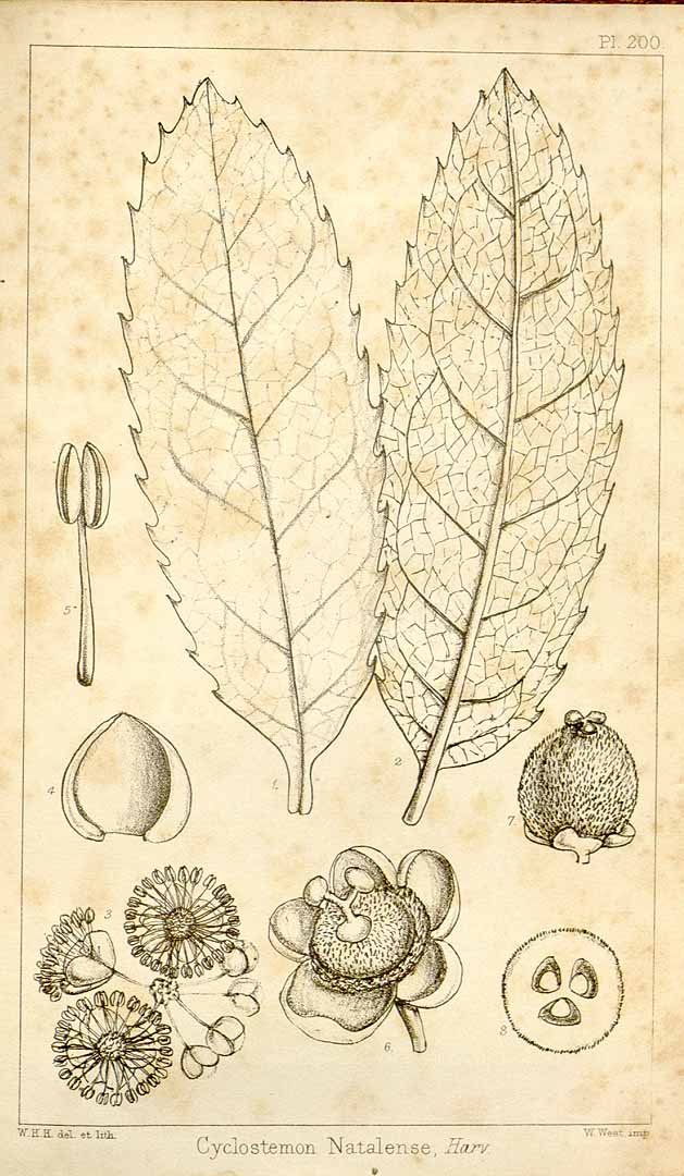 no HD illustration available (3)