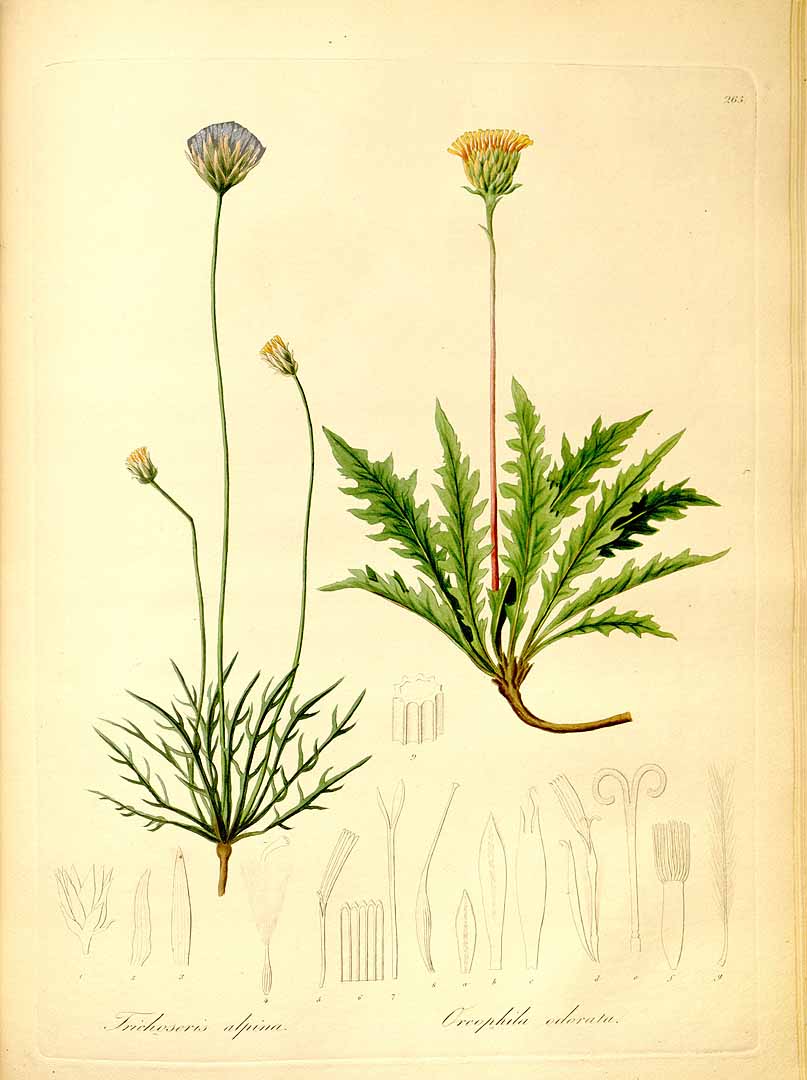 no HD illustration available (3)