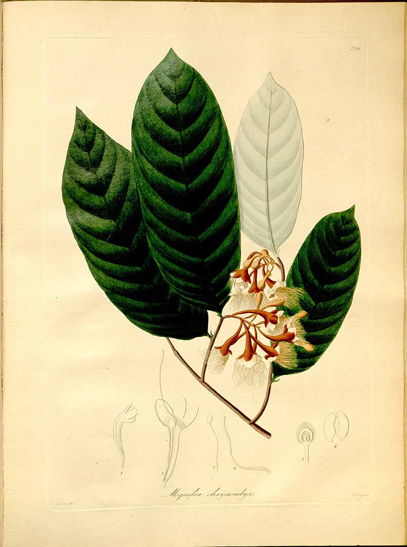 no HD illustration available (3)