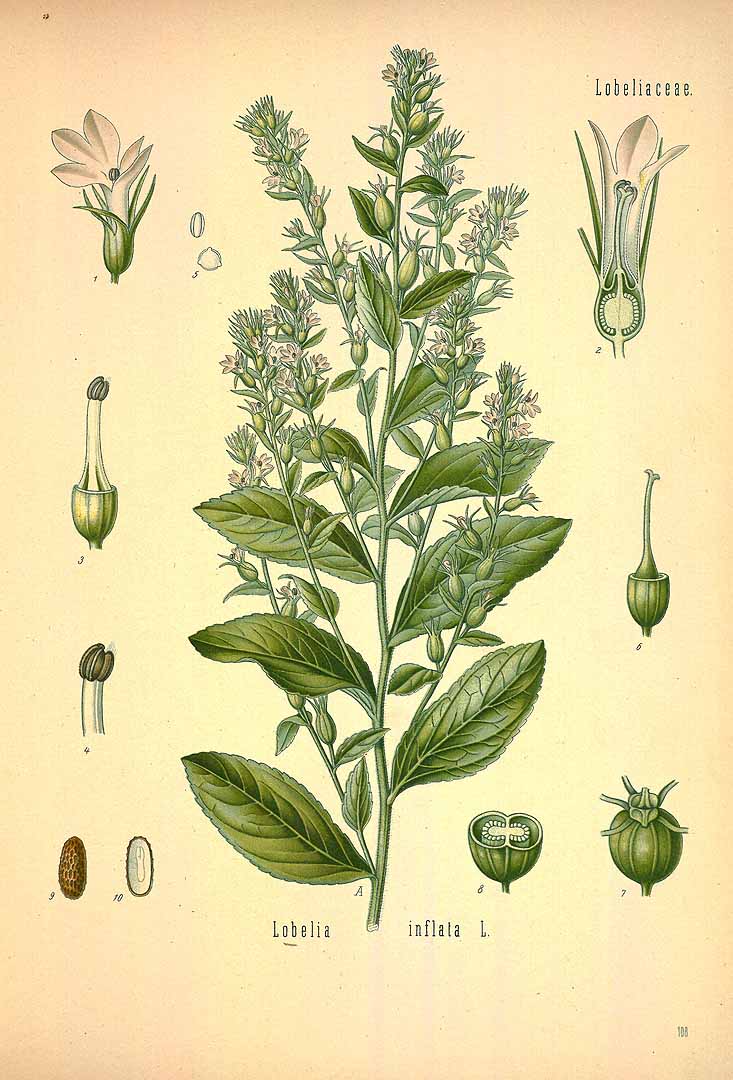 no HD illustration available (3)