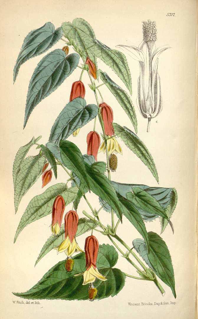 no HD illustration available (3)