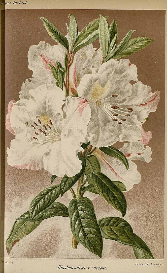 no HD illustration available (3)