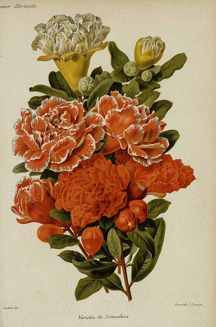 no HD illustration available (3)