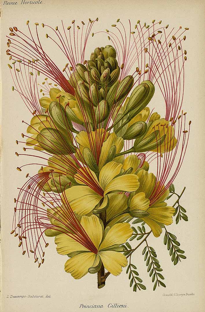 no HD illustration available (3)