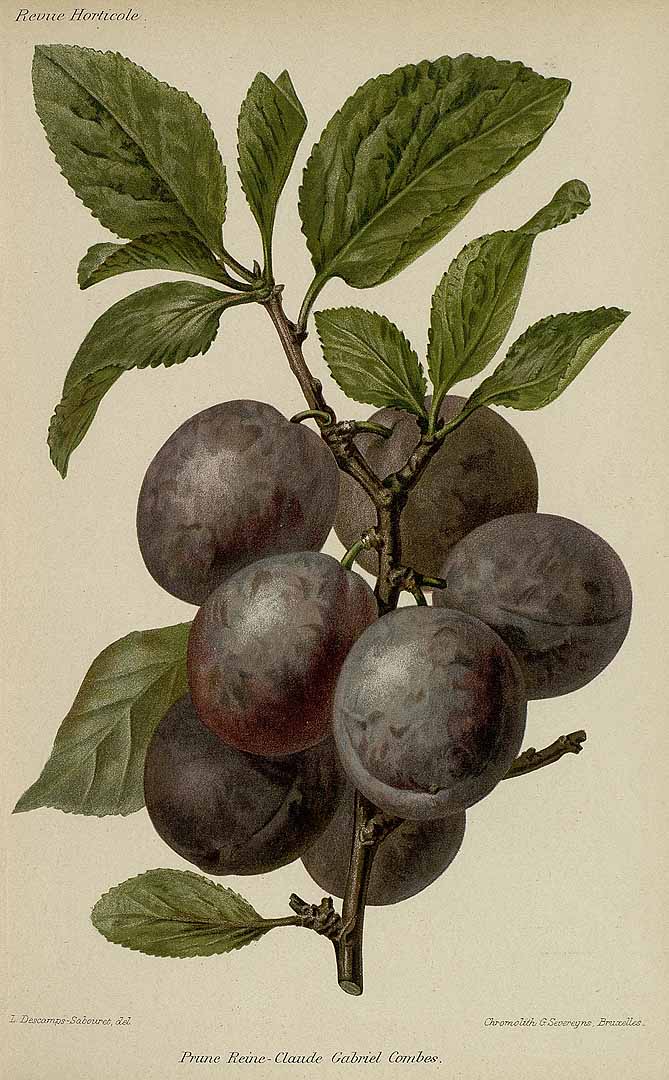 no HD illustration available (3)