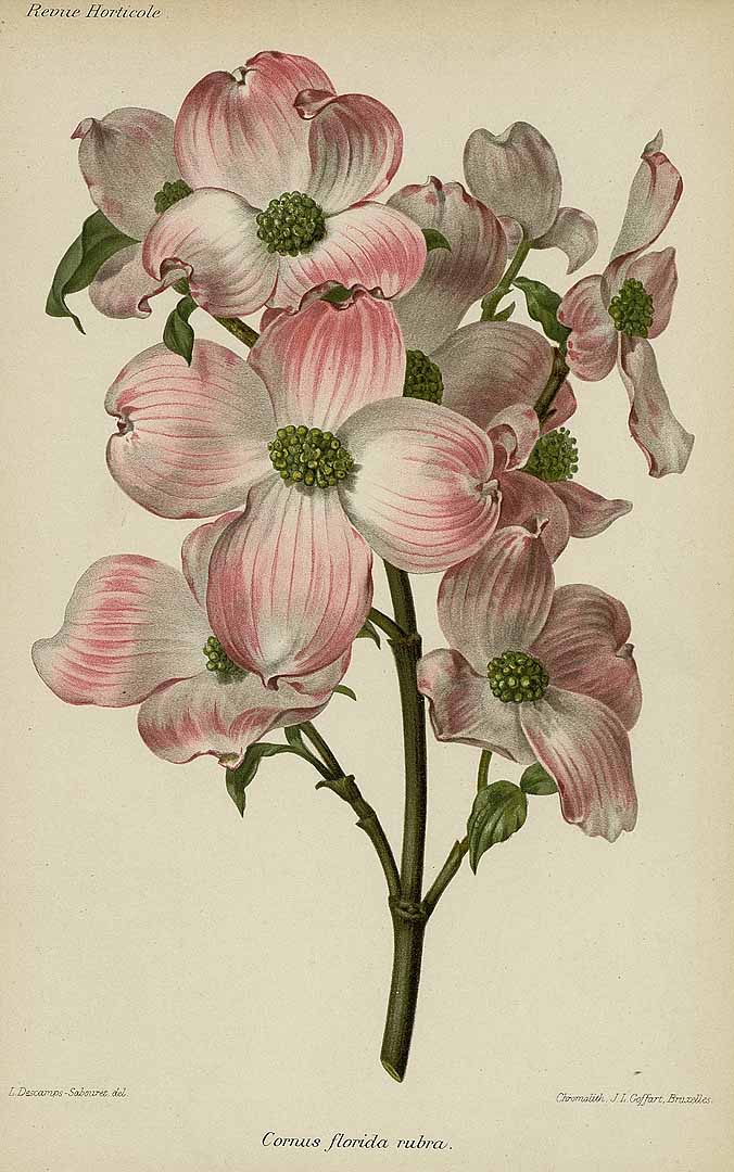 no HD illustration available (3)