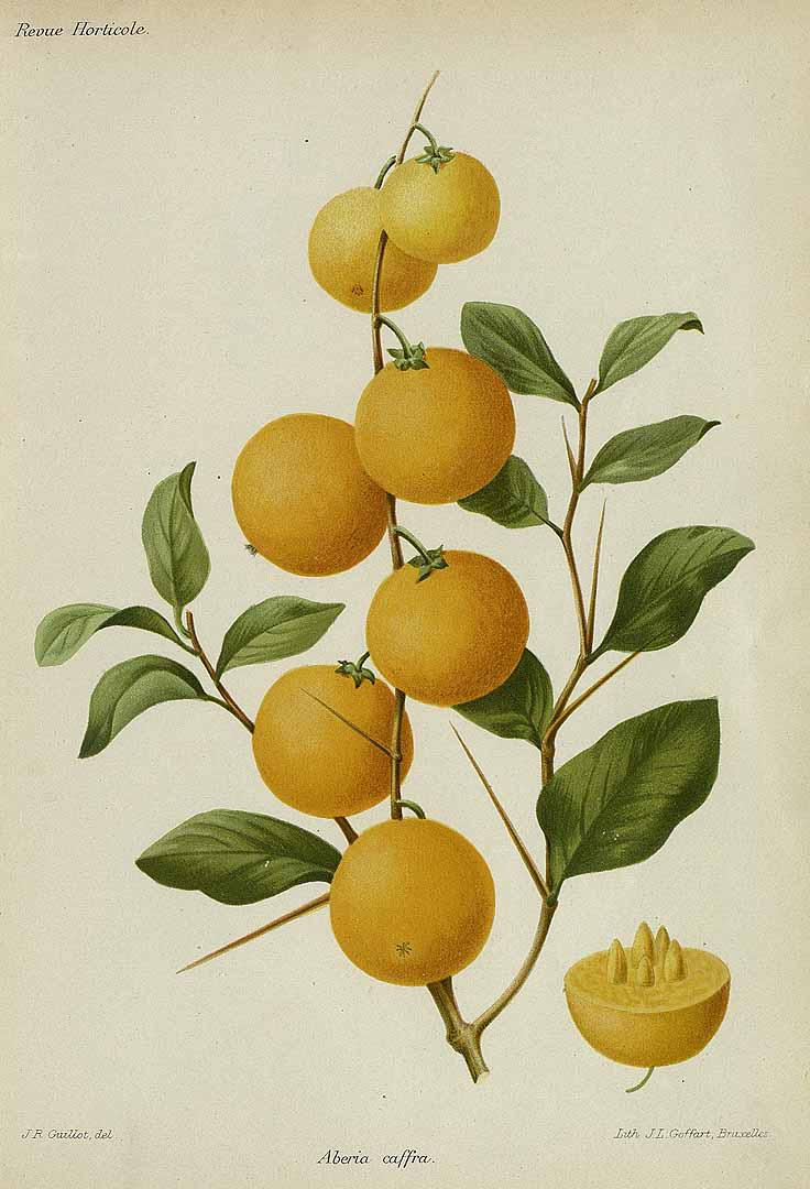 no HD illustration available (3)