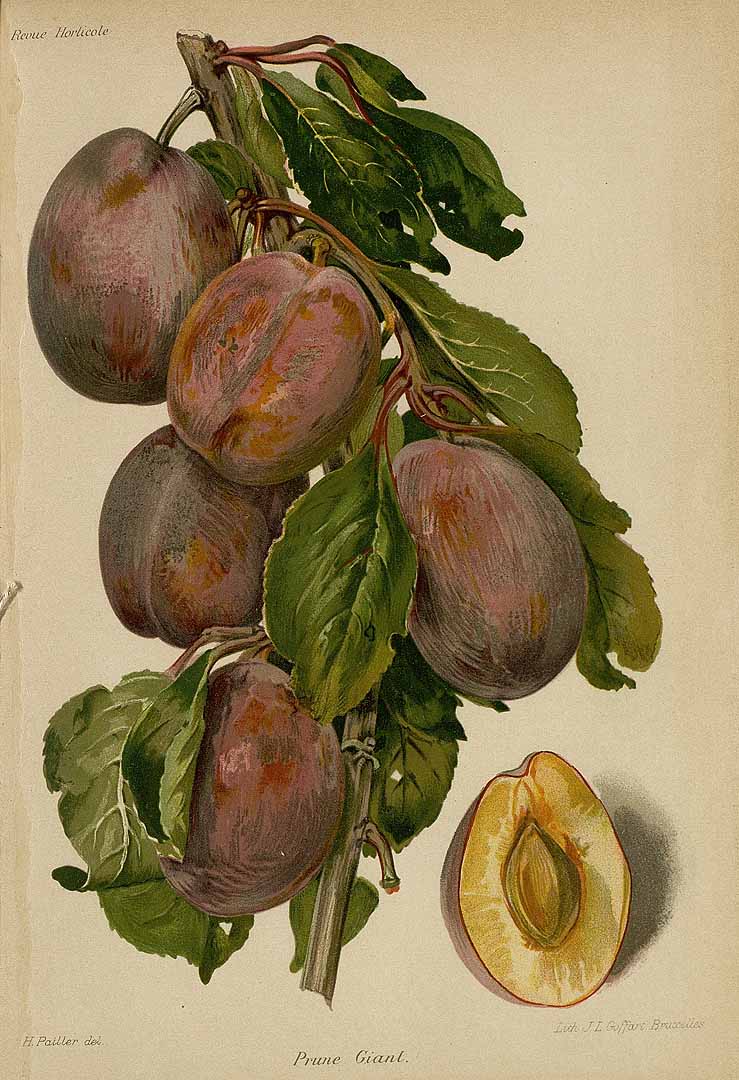 no HD illustration available (3)