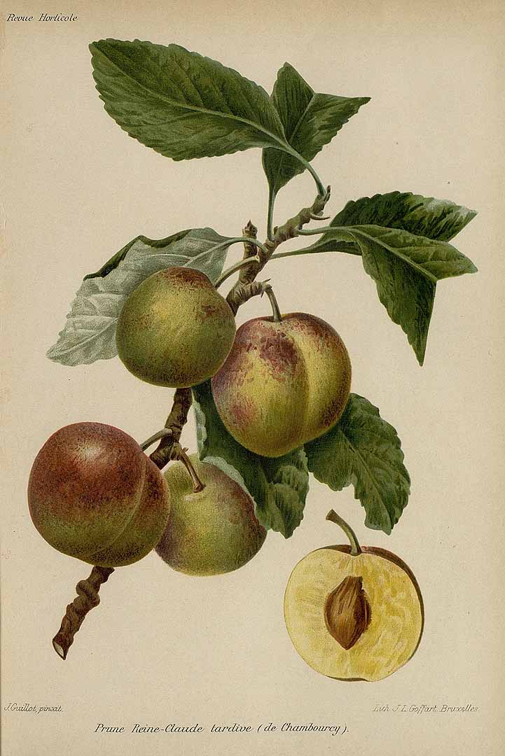 no HD illustration available (3)