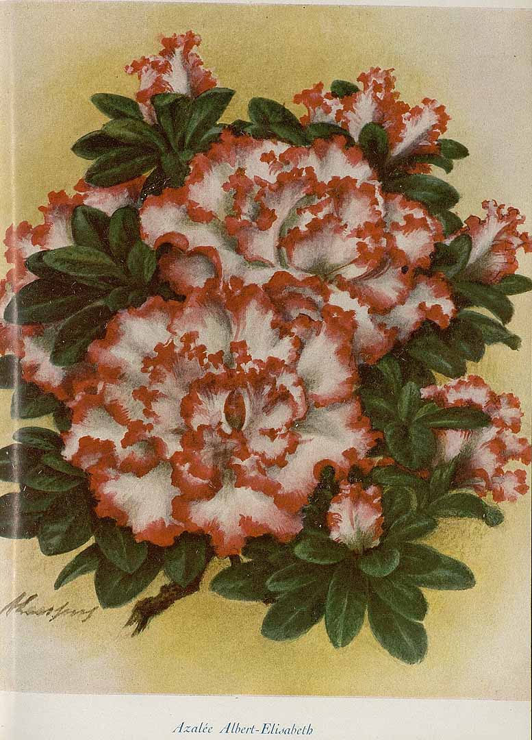 no HD illustration available (3)