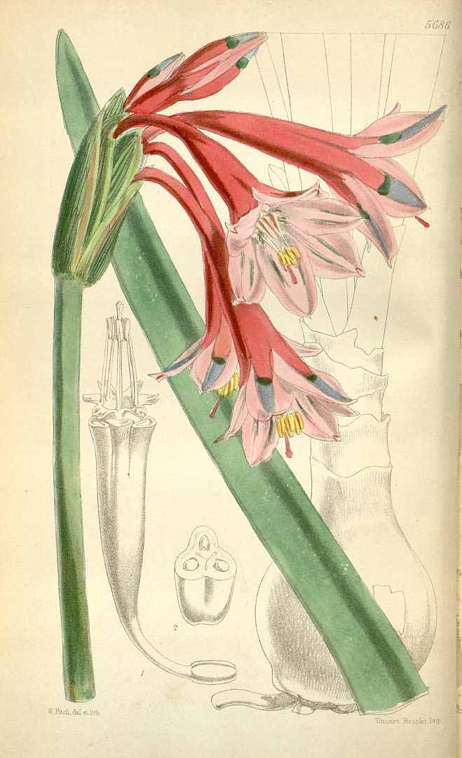 no HD illustration available (3)