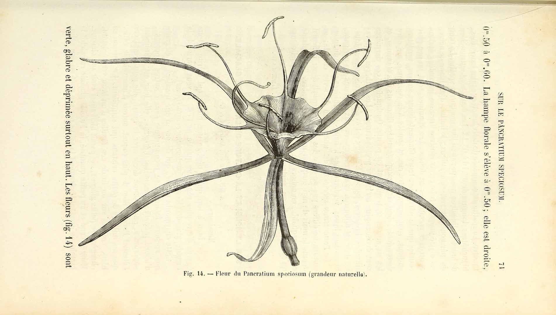 no HD illustration available (3)