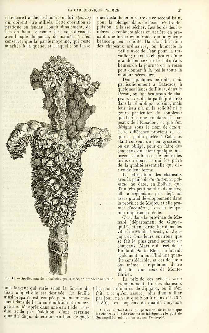 no HD illustration available (3)