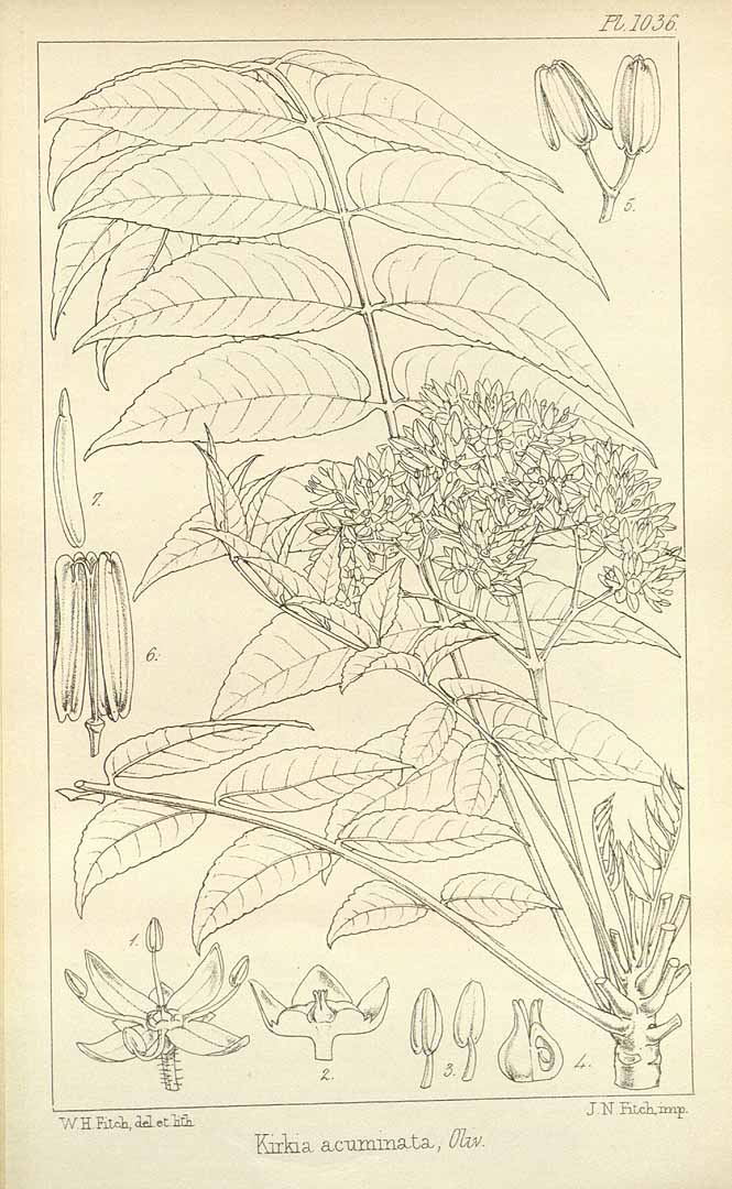 no HD illustration available (3)