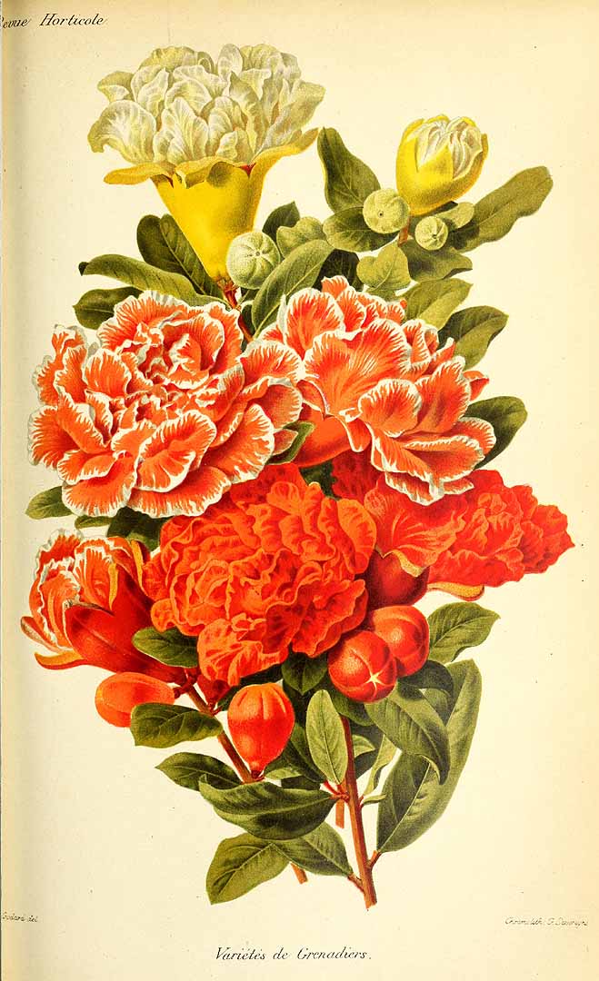 no HD illustration available (3)