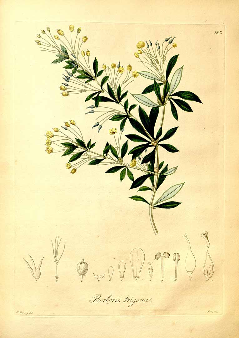 no HD illustration available (3)