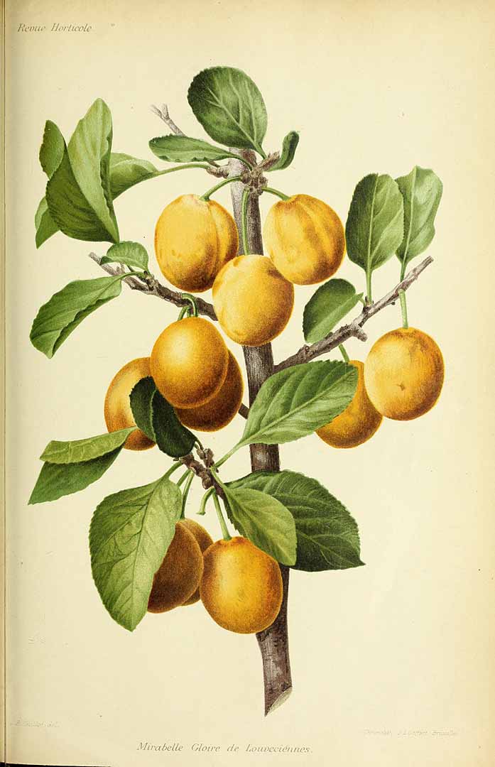 no HD illustration available (3)