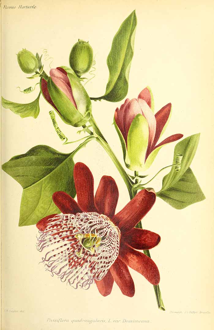 no HD illustration available (3)