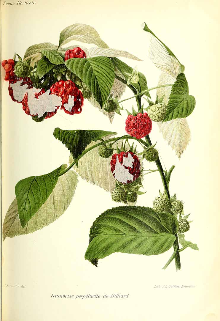 no HD illustration available (3)