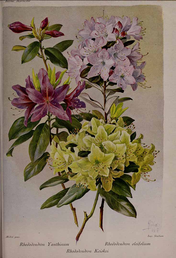 no HD illustration available (3)