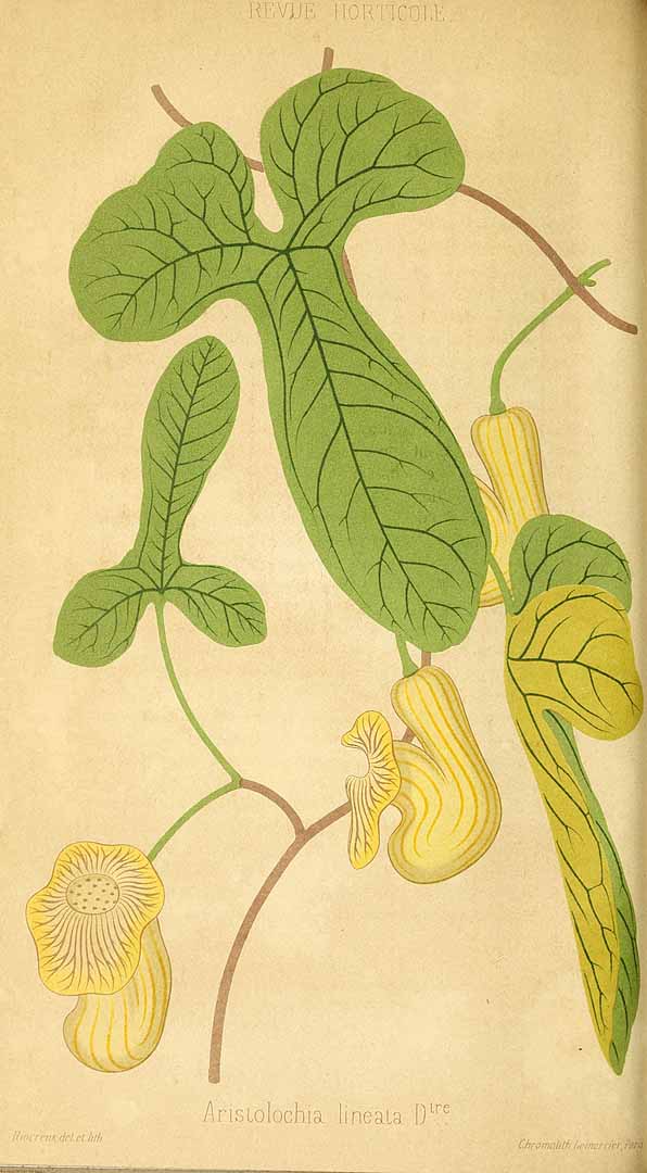 no HD illustration available (3)