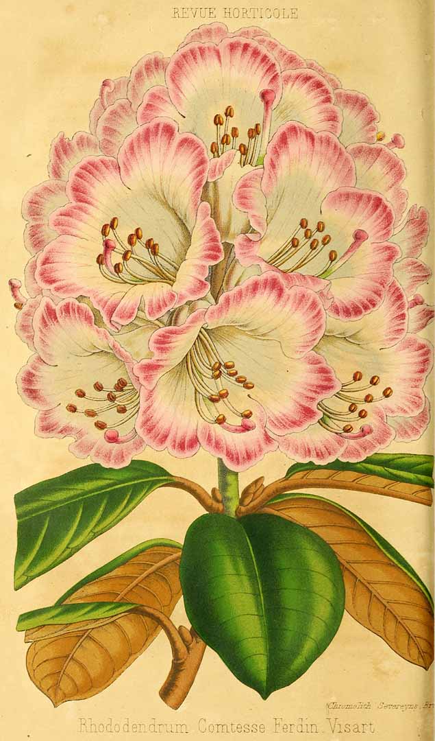 no HD illustration available (3)