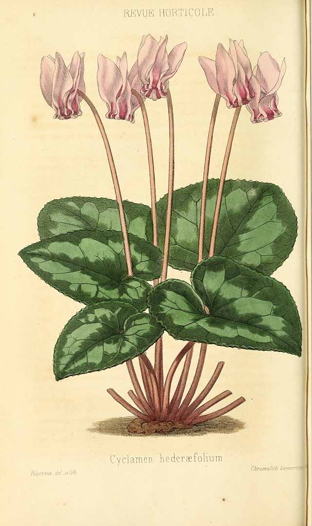 no HD illustration available (3)