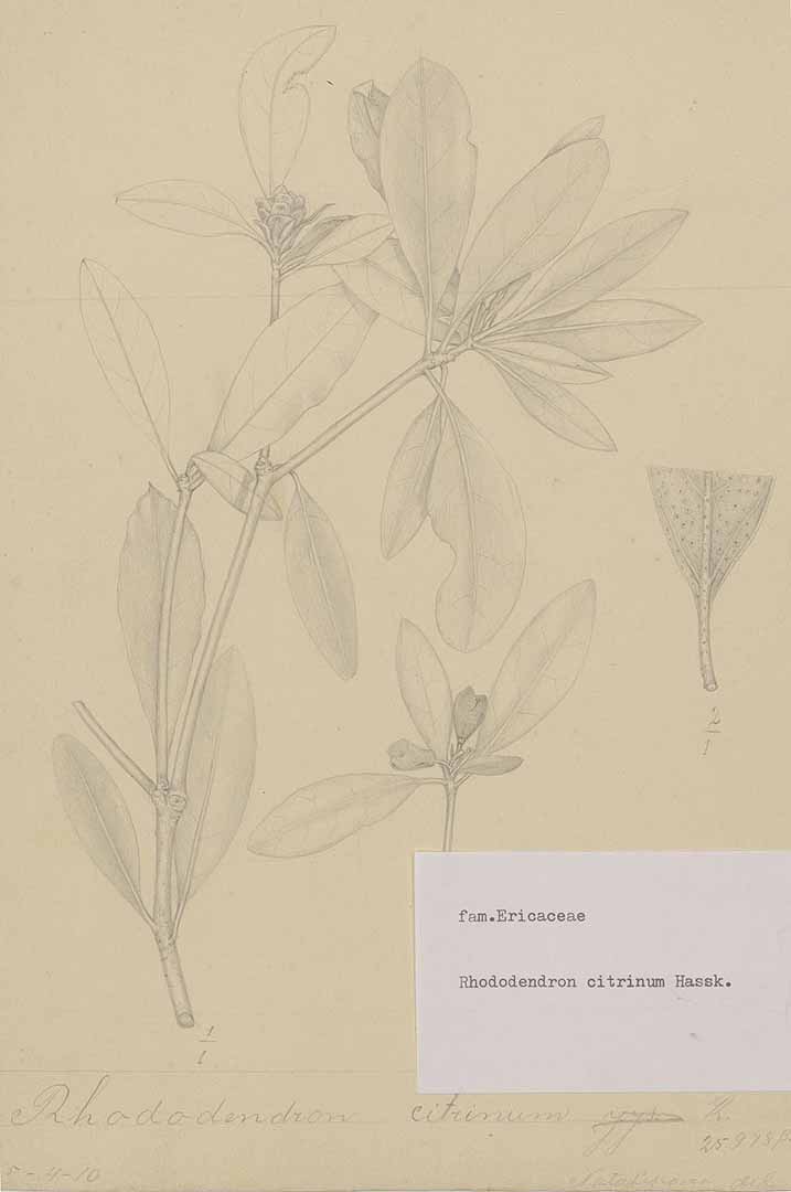 no HD illustration available (3)